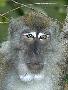 long tailed macaque